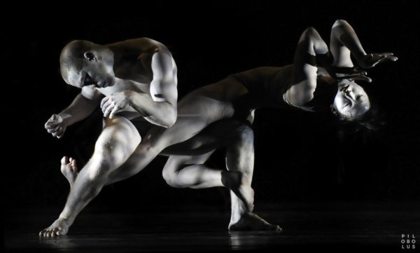 Pilobolus