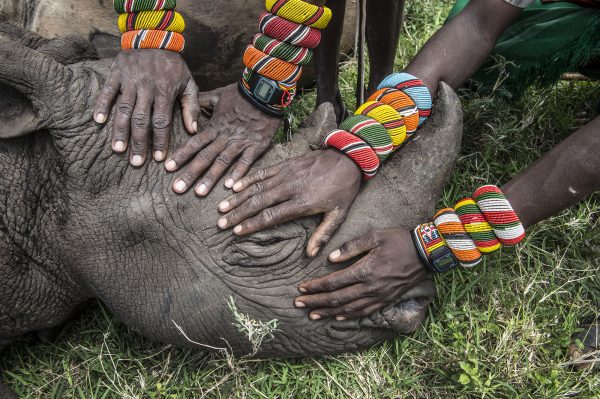 hands on elephant