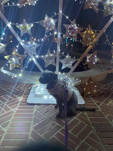 Dog in front of star sculpture