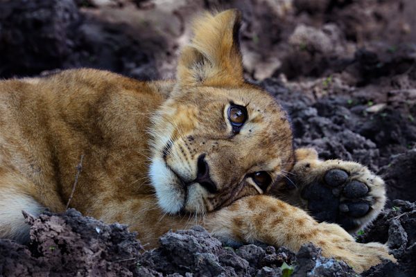 Cub Credit Mattias Klum