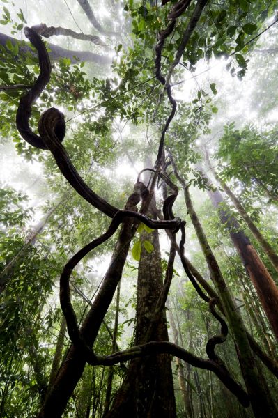 Looking Upward In Borneo Rainforest Mattias Klum